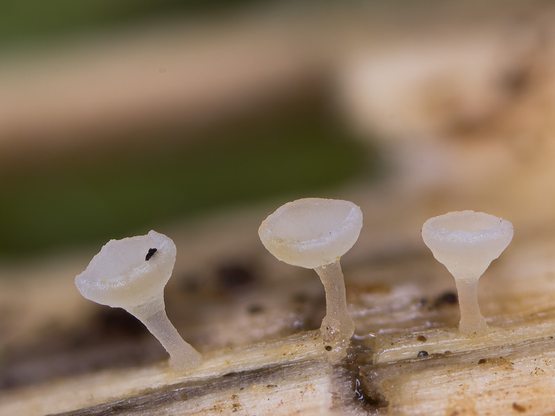 Cyathicula paludosa